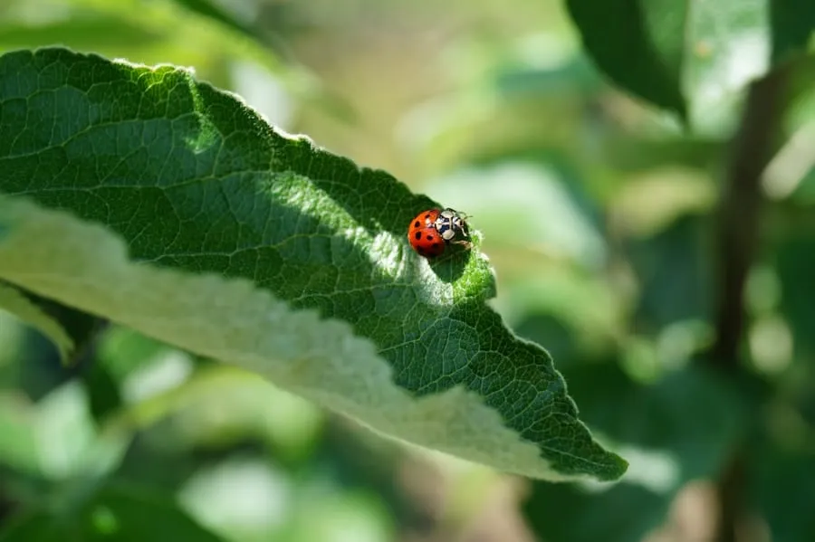 Photo "How to protect your garden against pests"