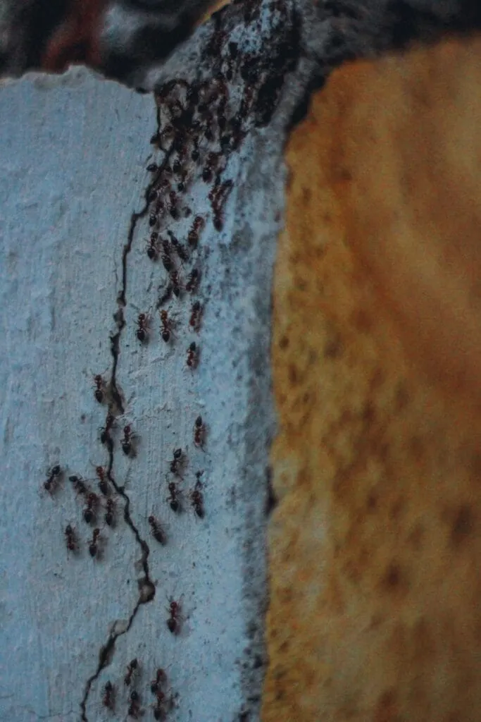 Photo "How to protect your home from termite infestations and other pests"